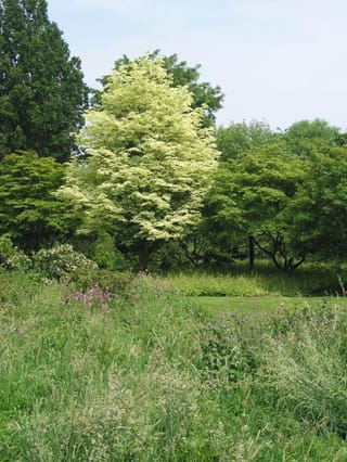Acer platanoides 'Drummondii' (Norway Maple), an upright tree with creamy-white variegated summer foliage, standing among green trees above a meadow with pink flowers.