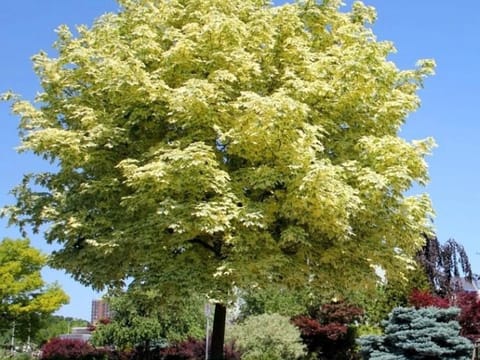 Acer platanoides 'Drummondii'