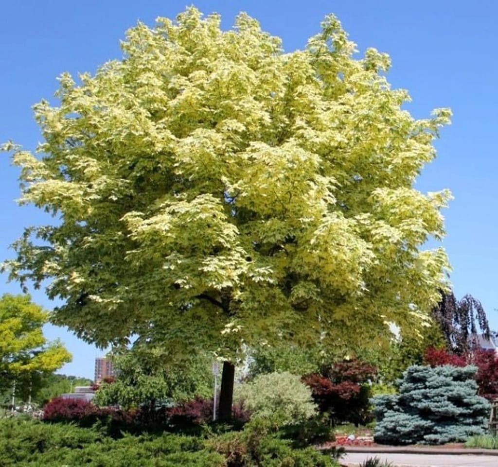 Acer platanoides 'Drummondii' (Norway Maple), a rounded tree with creamy-white and green variegated foliage, growing in a garden bed beside a blue spruce under clear sky.