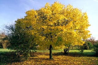 Acer platanoides 'Globosum' (Norway Maple) with a rounded crown of bright yellow autumn foliage on a single trunk, standing on lawn scattered with fallen leaves.
