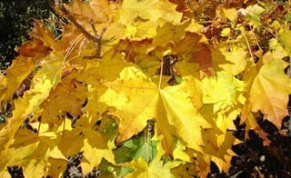 Acer platanoides 'Globosum' (Norway Maple) branch with broad, lobed leaves in bright yellow autumn colour, with a few orange and green leaves.