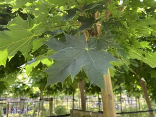 Acer platanoides 'Globosum' (Norway Maple) with broad, pointed-lobed green leaves in a dense canopy, grown on straight staked stems in a nursery.