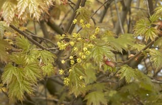 Acer platanoides 'Globosum' (Norway Maple) branches in spring, with clusters of small yellow-green flowers among freshly opened, pointed-lobed green leaves.