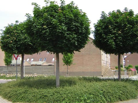 Acer platanoides 'Globosum'
