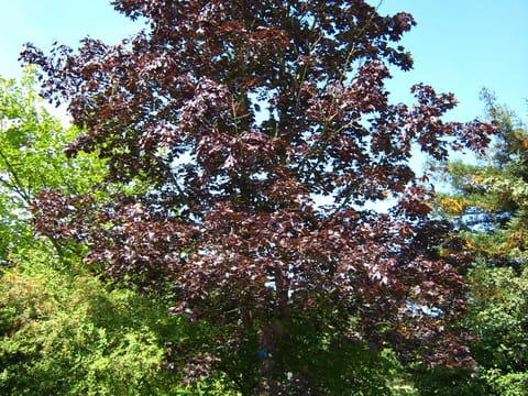 Acer platanoides 'Nigrum'