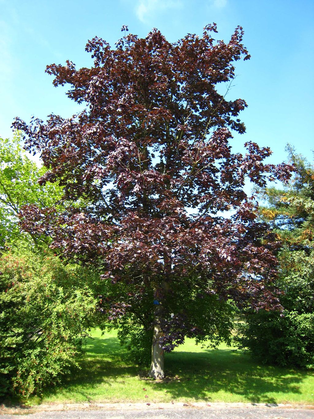Acer platanoides 'Nigrum' (Norway Maple), a mature tree with dark purple foliage on a single trunk, standing on a lawn against blue sky.