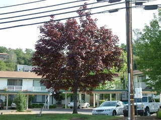 Acer platanoides 'Nigrum' (Norway Maple), a rounded tree with dark purple-red foliage beside a power pole, in front of two-storey apartments and parked cars.