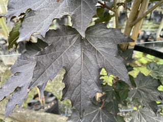 Acer platanoides 'Nigrum' (Norway Maple) close-up of a large, deeply lobed dark purple leaf with pale veins, growing in a nursery.