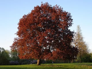 Acer platanoides 'Nigrum' (Norway Maple), a broad rounded tree with dense red-purple foliage, standing on a lawn beside flowering shrubs under a clear blue sky.