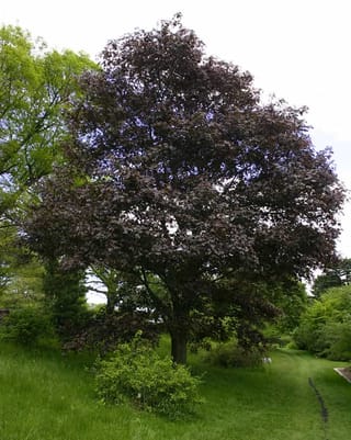 Mature Acer platanoides 'Nigrum' (Norway Maple) with a broad, rounded crown of dark purple foliage, growing on a grassy slope beside bright green trees.