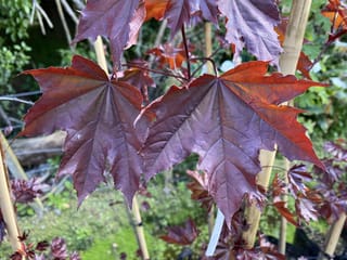 Acer platanoides 'Nigrum' (Norway Maple) foliage, with large lobed purple-red leaves showing reddish edges, among young staked plants in a nursery.