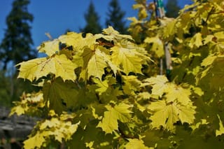 Acer platanoides 'Princeton Gold' (Norway Maple) with bright yellow-green lobed leaves and reddish stalks, in sunshine against a blue sky and dark conifers.