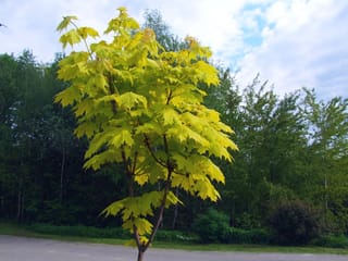 Young Acer platanoides 'Princeton Gold' (Norway Maple) with bright yellow-green lobed leaves on a slender trunk, beside a driveway with dark green trees behind.
