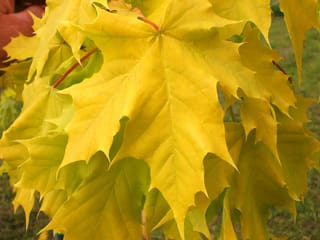 Close-up of bright yellow, pointed lobed leaves of Acer platanoides 'Princeton Gold' (Norway Maple) with red leaf stalks, set against grass.