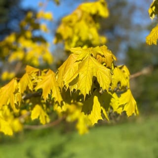 Acer platanoides 'Princeton Gold' (Norway Maple) branch with bright yellow new spring leaves in sunlight, against blurred blue sky and green grass.