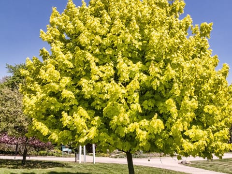 Acer platanoides 'Princeton Gold'