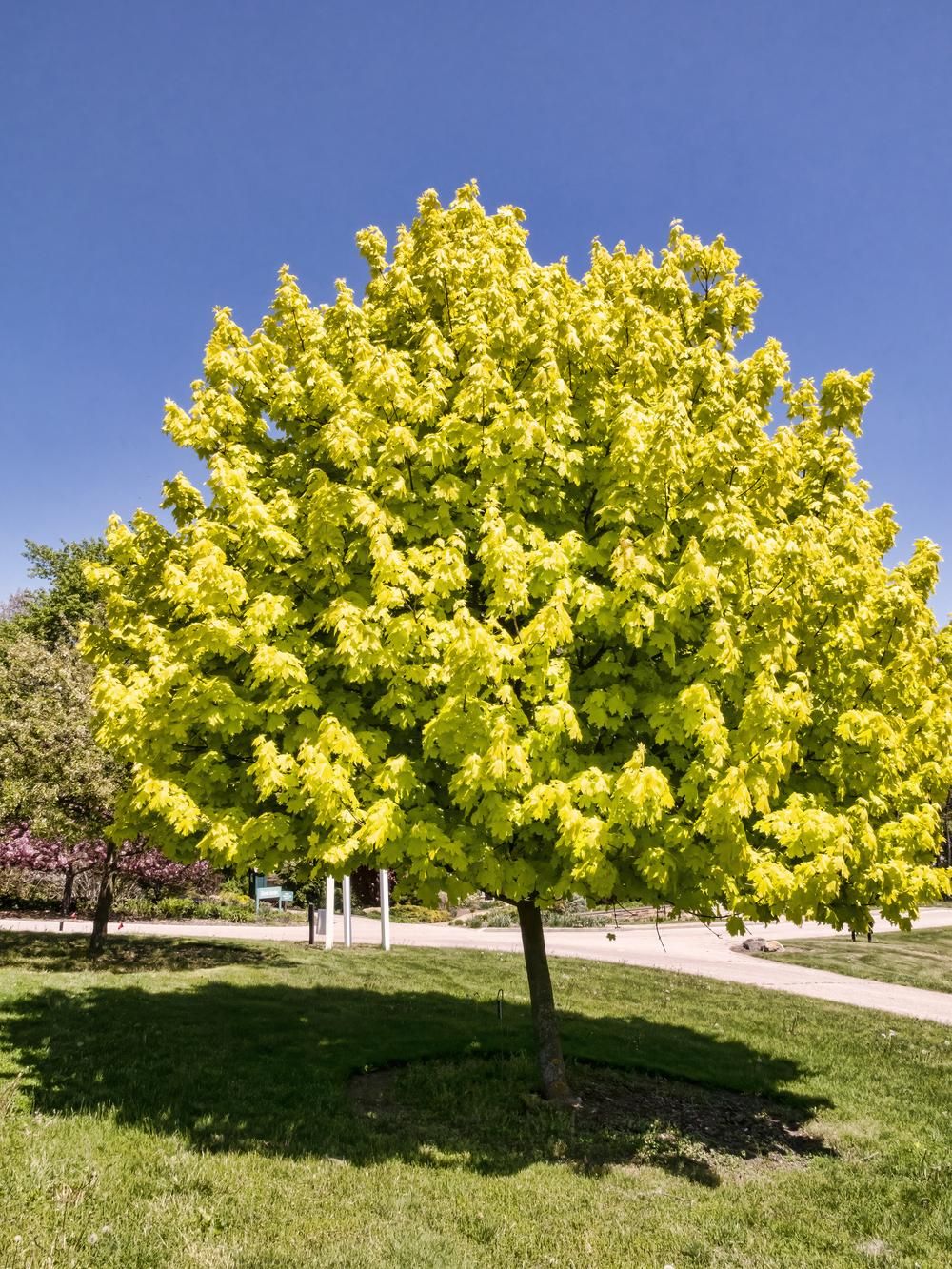 Acer platanoides 'Princeton Gold' (Norway Maple), a rounded tree with bright yellow-green foliage on a single trunk, standing on a lawn beside a path.