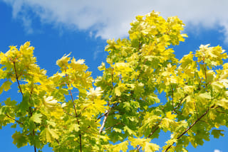 Acer platanoides 'Princeton Gold' (Norway Maple) branches with bright yellow-green lobed leaves, seen from below against a blue sky with light cloud.