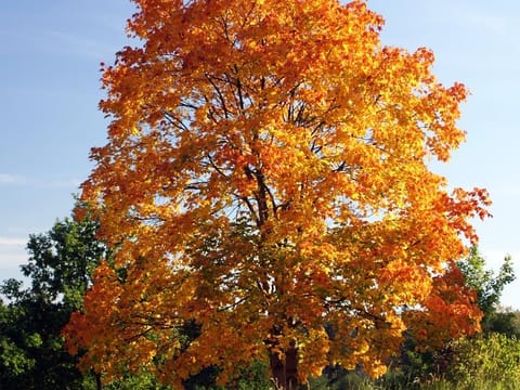 Acer platanoides