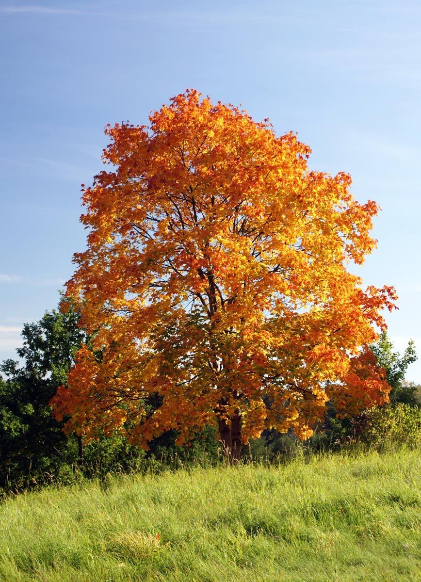Acer platanoides (Norway Maple) in autumn, a rounded tree with orange and gold foliage standing in long green grass under a blue sky.