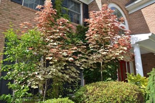 Two young Acer pseudoplatanus 'Esk Sunset' (Sycamore Maple) trees with pink, cream and green variegated foliage, growing against a brick house with shrubs.