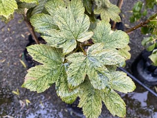 Acer pseudoplatanus 'Esk Sunset' (Sycamore Maple) with lobed green leaves heavily splashed in cream and yellow, on potted plants in a nursery.
