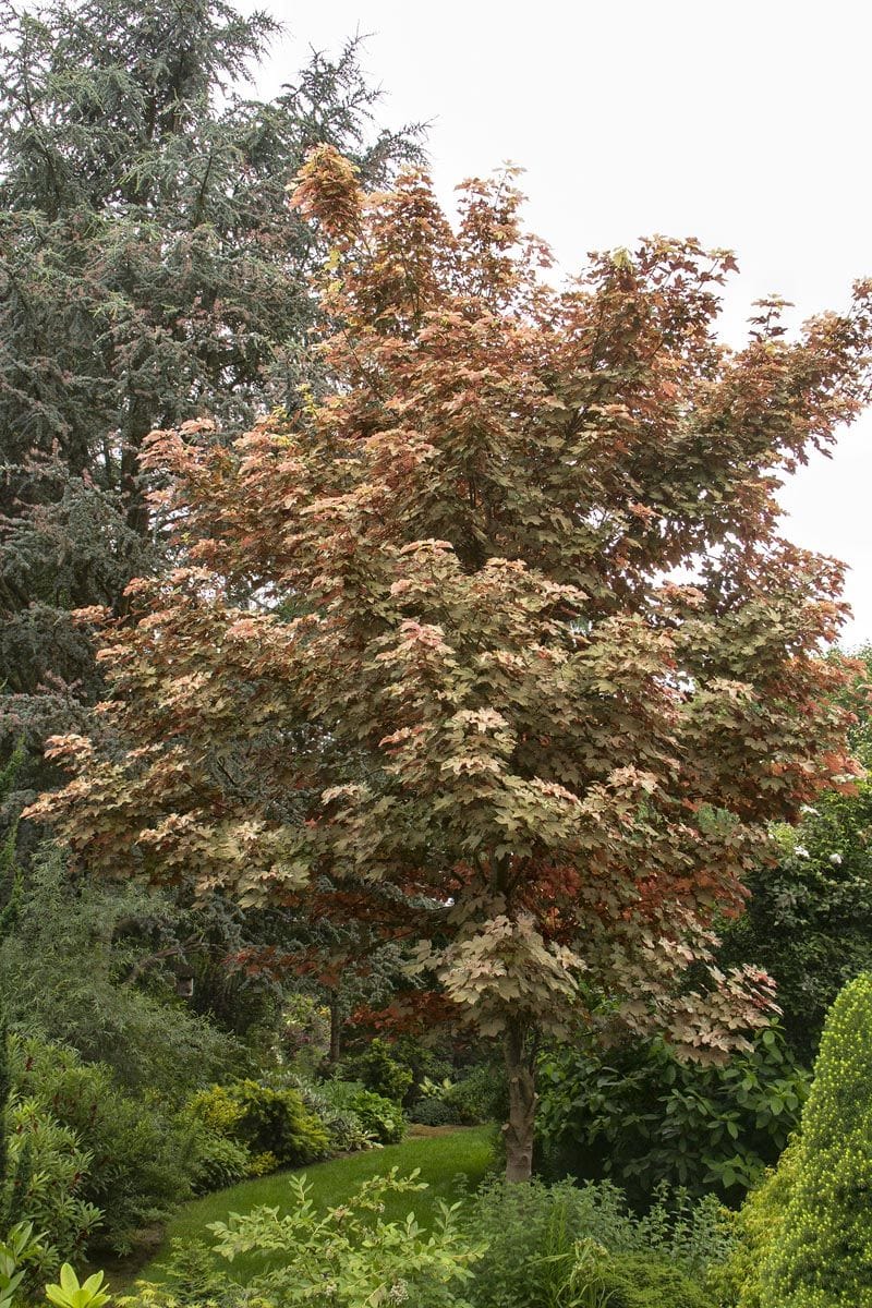 Acer pseudoplatanus 'Esk Sunset' (Sycamore Maple), a single-trunk tree with pink, cream and green mottled foliage, growing in a garden beside a lawn and conifers.