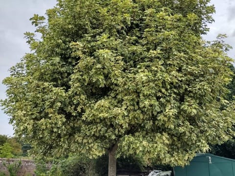Acer pseudoplatanus 'Leopoldii'