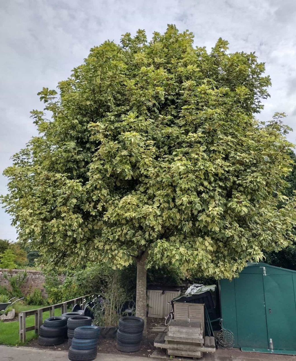 Acer pseudoplatanus 'Leopoldii' (Sycamore Maple), a mature tree with a dense rounded crown of cream-speckled green foliage, beside a green shed and stacked tyres.