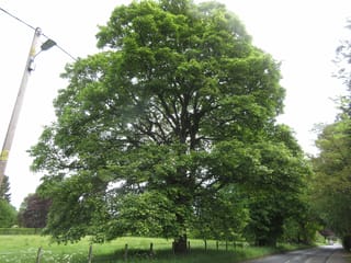 Mature Acer pseudoplatanus 'Leopoldii' (Sycamore Maple), a broad rounded tree with dense green summer foliage, standing beside a country road and paddock fence.