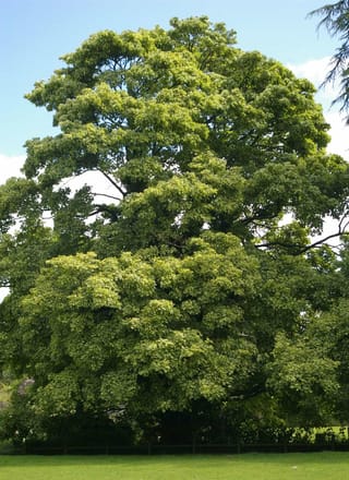 Mature Acer pseudoplatanus 'Leopoldii' (Sycamore Maple) with a broad, layered crown of yellow-green foliage, standing in a grassy paddock under blue sky.