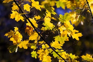 Acer pseudoplatanus 'Leopoldii' (Sycamore Maple) branches with lobed leaves in yellow and yellow-green autumn colour, against a dark blurred background.