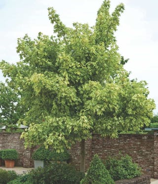 Acer pseudoplatanus 'Leopoldii' (Sycamore Maple), a single-trunk tree with yellow-green variegated foliage, growing behind clipped box plants beside an old brick wall.