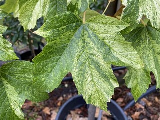 Acer pseudoplatanus 'Leopoldii' (Sycamore Maple) leaves with cream and yellow-green speckling, growing on a young potted tree in a black nursery container.