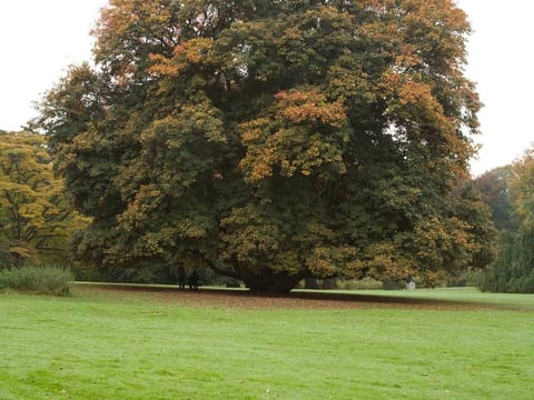 Acer pseudoplatanus 'Purpureum'