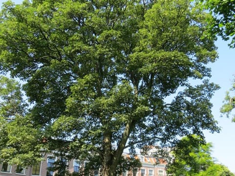 Acer pseudoplatanus 'Worley'
