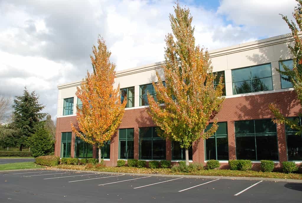 Acer rubrum 'Armstrong' (Red Maple) trees with narrow upright form and orange-yellow autumn foliage, planted beside a brick office building and car park.