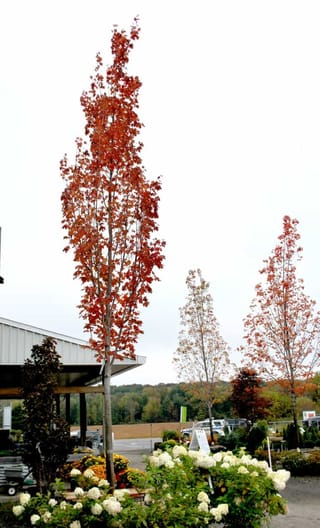 Acer rubrum 'Armstrong' (Red Maple), a tall, narrow columnar tree with orange-red autumn foliage, beside a nursery building and white hydrangeas.