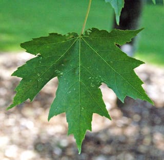 Acer rubrum 'Armstrong' (Red Maple) leaf, deeply lobed with toothed edges and pale veins, hanging from a slender stalk against a blurred green background.