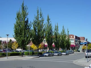 Row of narrow, upright Acer rubrum 'Armstrong' (Red Maple) street trees with green summer foliage beside a car park and shopfronts.