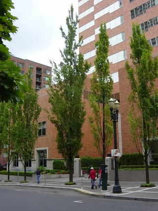Acer rubrum 'Armstrong' (Red Maple), narrow columnar street trees with green summer foliage lining a city footpath beside red-brick buildings.