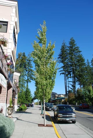 Young Acer rubrum 'Armstrong' (Red Maple) with a narrow upright form and green summer foliage, growing in a footpath planting beside a sunny street.