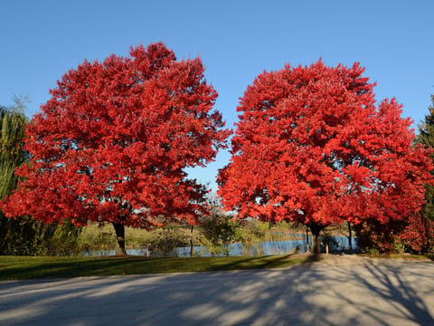 Acer rubrum 'Autumn Glory'