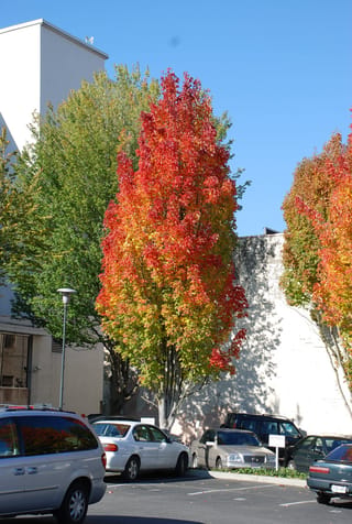 Acer rubrum 'Bowhall' (Red Maple), a tall columnar tree with autumn foliage shading from green to orange and red, beside a car park.
