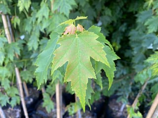 Acer rubrum 'Bowhall' (Red Maple) new foliage, a green serrated leaf with reddish tinge and bronze buds, on a potted nursery plant staked with bamboo.