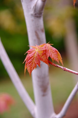 Acer rubrum 'Bowhall' (Red Maple) new growth, with small orange-red serrated leaves on a reddish twig against smooth pale grey stems.