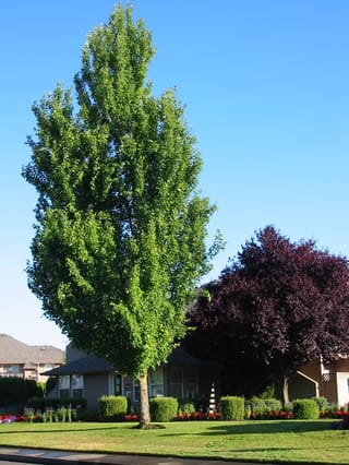 Acer rubrum 'Bowhall' (Red Maple), a tall columnar tree with green summer foliage, growing on a lawn beside a street with houses and a purple-leaved tree behind.