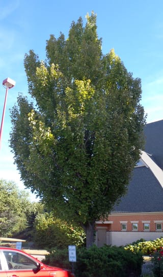 Acer rubrum 'Bowhall' (Red Maple), a tall, narrow upright tree in full green summer foliage, beside a brick building and car park.