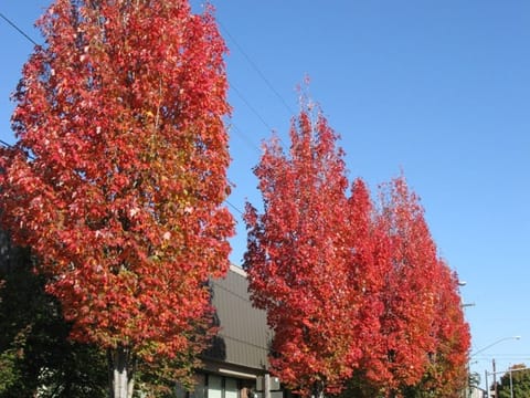Acer rubrum 'Bowhall'