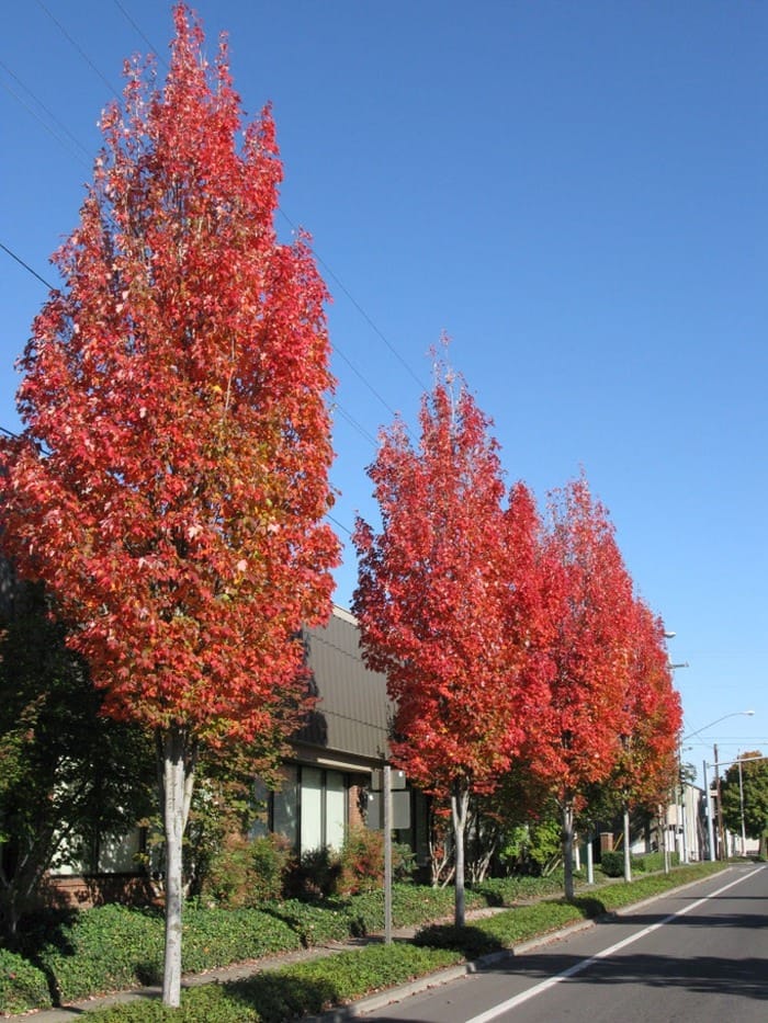 Acer rubrum 'Bowhall' (Red Maple) trees with narrow upright crowns of red-orange autumn foliage, lining a street beneath a clear blue sky.
